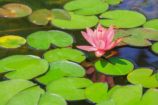 Pink lotus flowers blooming in a pond filled with green leaves.