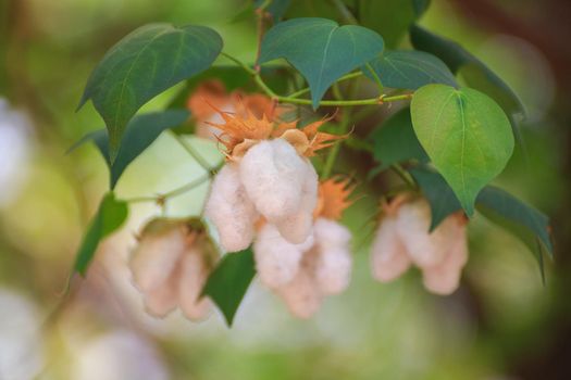 Cotton flower blossoms have a natural green background.