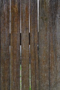 gray dry wooden planks wall surface with orange lichen texture and background.