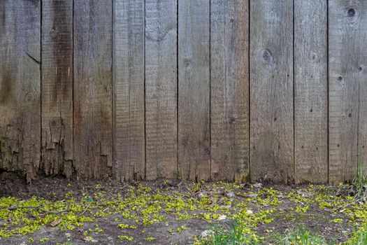 gray dry wooden planks wall suface background with ground surface underneath.
