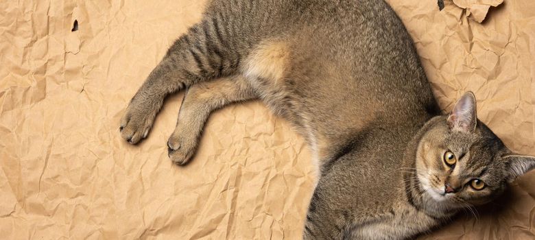 gray Scottish straight cat lies on crumpled brown paper, top view