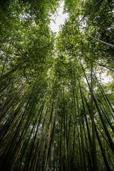 the bamboo reeds seen from below. High quality photo