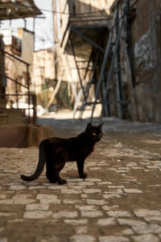 A stray black cat walks in the alley.