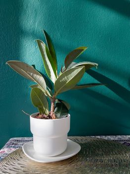 Table of free space with green plant, stock photo