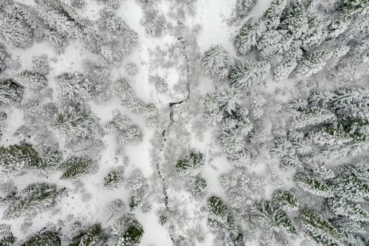 Narrow stream in the middle of snowy forest from above. Aerial view of small river surrounded by beautiful frozen pine trees. Beautiful winter landscapes