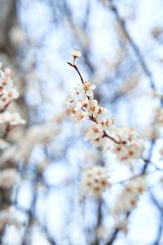 Apricot trees bloom with white flowers in early spring.