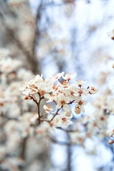 Apricot trees bloom with white flowers in early spring.