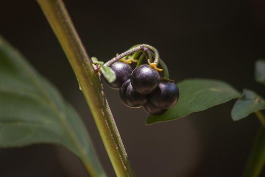 The African Nightshade (Solanum nigrum) is a very nutritious plant and both leaves and ripe berries can be eaten and have various medicinal uses, but unripe fruit is poisonous.