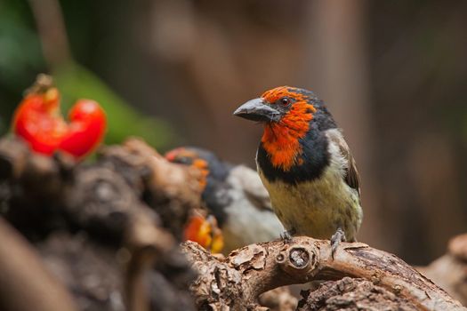 Two Black-collared Barbets (Lybius torquatus) on a feeding station