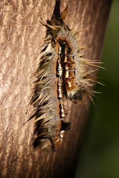 Two caterpillars of the Cape Lappet Moth (Eutrichia capensis) on the bark of a tree