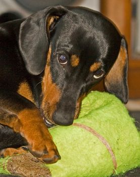 Young Dachshund attacking and killing an oversized tennis ball.
