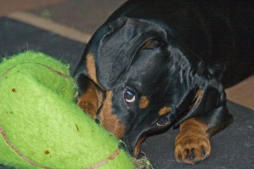 Young Dachshund attacking and killing an oversized tennis ball.