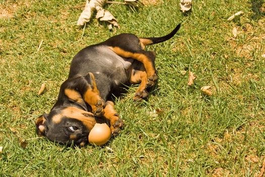 A young Dachshund puppy playing with an eggshell on green grass