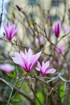 Blooming magnolia flowers in the city park.