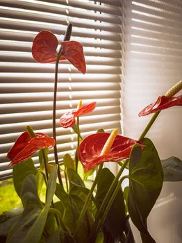 On the windowsill in a flower pot grows a beautiful indoor anthurium flower with bright red flowers. Front view, copy space