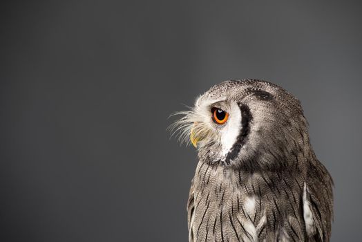 Northern white-faced owl Ptilopsis leucotis studio portrait with grey background looking left close up head