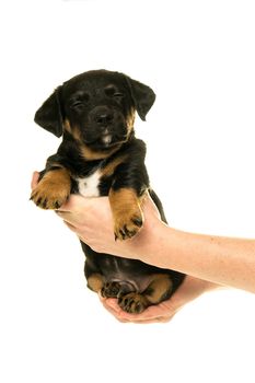 Jack Russel puppy being held in hands isolated in a white background eyes closed