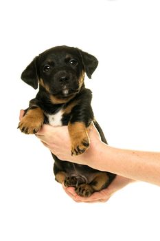 Jack Russel puppy being held in hands isolated in a white background