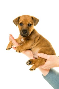 Jack Russel puppy being held in hands isolated in a white background