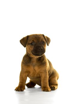 Brown, tan Jack Russel puppy isolated in white standing front view