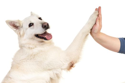 White swiss shepherd dog portrait facing the camera isolated on a white background giving a high five