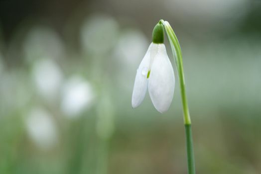 Snowdrop spring flowers in the forrest close-up macro with selective focus and delicate colors