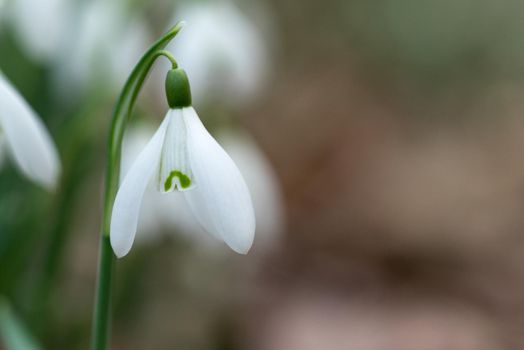 Snowdrop spring flowers in the forrest close-up macro with selective focus and delicate colors