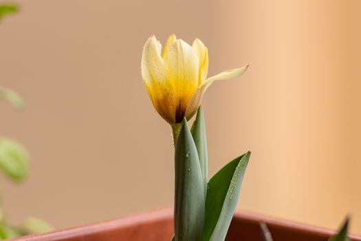 Spring background with beautiful yellow tulips