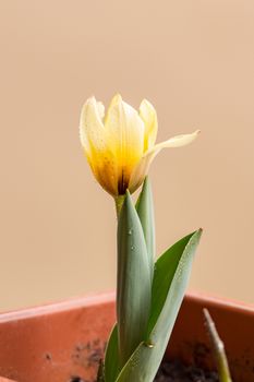 Spring background with beautiful yellow tulips