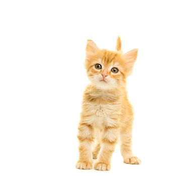 Tabby turkish angora cat kitten looking at the camera standing isolated on a white background