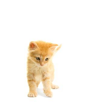 Tabby turkish angora cat kitten looking down standing isolated on a white background