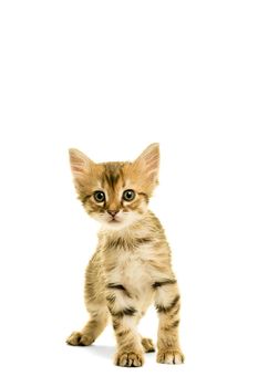 Tabby turkish angora cat standing looking in the camera isolated on a white background