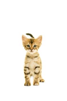 Tabby turkish angora cat standing looking in the camera isolated on a white background