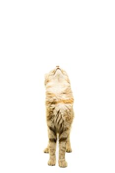 Beautiful Turkish Angora cat tabby isolated in white