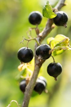 Black currant berries on a branch in a garden in summer