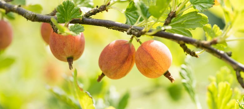 Close up of ripening gooseberries on a branch in a garden in the summer