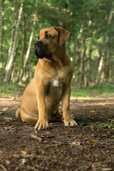 10 months young boerboel or South African Mastiff pup seen from the front sitting facing left in a forrest setting