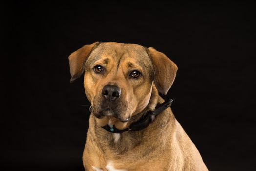 Potrtrait of the head of a Rottweiler mix dog in the studio with black background