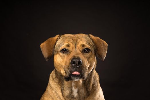 Potrtrait of the head of a Rottweiler mix dog in the studio with black background showing his tongue
