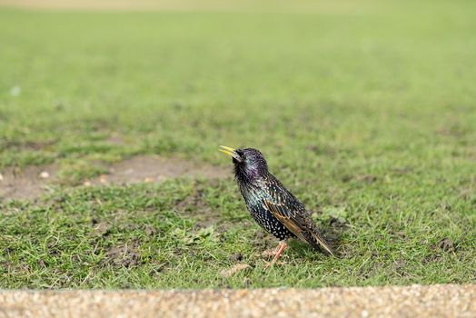 Male starling sitting on the grass in a park singing