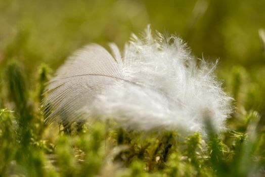 Macro closeup of a white feather on a bed of moss