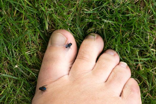 Closeup of flies on toes in the grass in summer