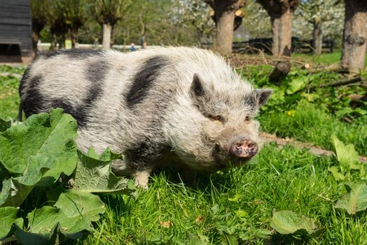 Pot-bellied Pig walking in the grass on a farm