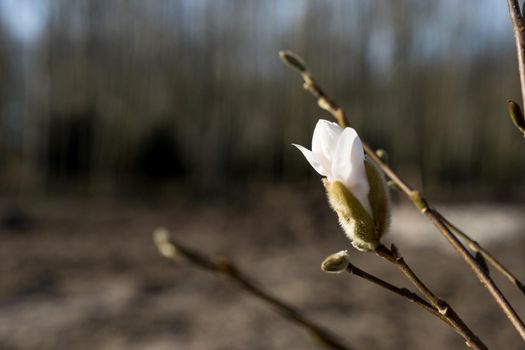 Close up of a white magnolia flower