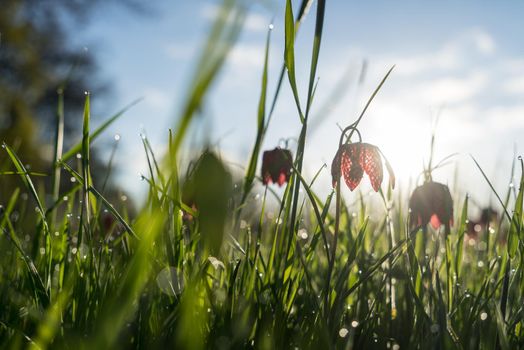 Close up of Wild snake's head fritillary in the early morning sun with morningdew