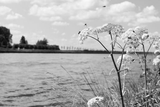 Bees searching for honey on cow parsley ( Anthriscus sylvestris) on the side of a river in Holland on a clear summer day