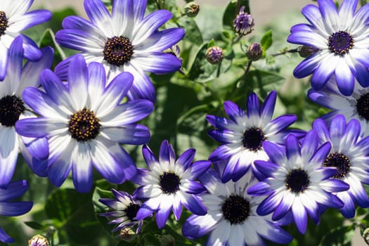 Closeup of African Daisies in purple and white