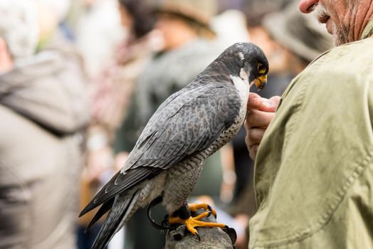 Peregrine Falcon sitting on the glove of his owner the hunter