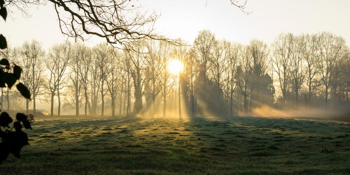 Sunrise with rays of sunlight shining though the trees on a cold misty winter morning