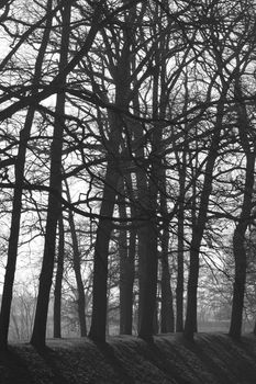 Silhouettes of trees standing in a line with shadows